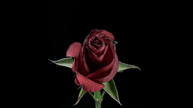 Dead flower - withering red rose isolated on black background