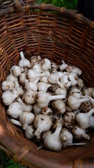 garlic