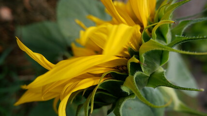 bee on sunflower