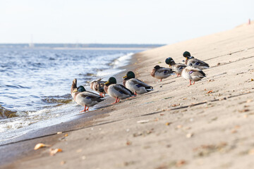 A group of ducks standing on concrete blocks near river.