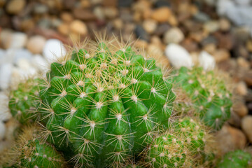 A group of green succulent cactus (Echinopsis) with round shapes for decorating in the rock garden.