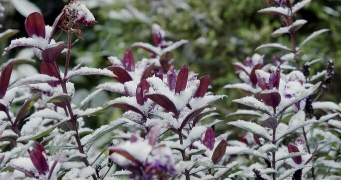 Falling snow settling on the beautiful purple leaves of evergreen hebe bush as it sways in the breeze