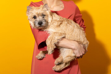 Naklejka na ściany i meble kern terrier on a yellow background. Petrenthood concept. Pet owner holding a dog.