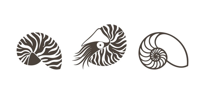 Nautilus shell. Isolated nautilus on white background