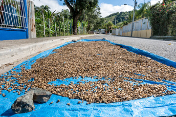 Dramatic image of coffee beans drying in the sun on a street in a small Caribbean mountain town in th3 Dominican Republic.