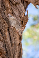 Black-tailed Tree Rat in the Kgalagadi