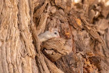Black-tailed Tree Rat in the Kgalagadi