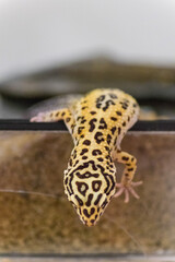 Portrait of leopard gecko (eublepharis macularius) climbing curiously out of terrarium