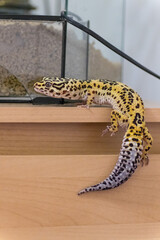 Portrait of leopard gecko (eublepharis macularius) climbing curiously out of terrarium