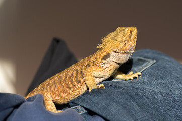 Portrait of bearded dragon (pogona vitticeps) exploring the house and being pet