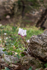 Delicate pink Cyclamens growing wild on a wooded slope in Kiryat Tivon Israel. It is the symbol of the town.
