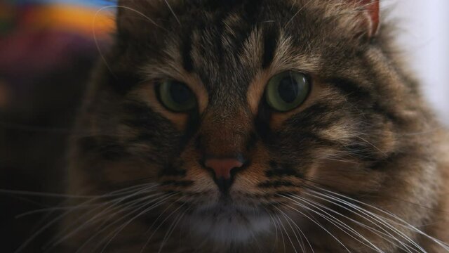 Sweet Adorable Animal Cat Close Up