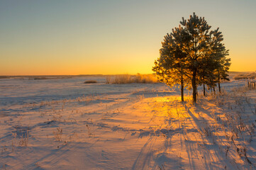 winter landscape. morning frost and sun. lonely tree