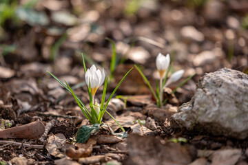 Delicate white and yellow winter Crocus in the woodlands near Kiryat Tivon in Israel
