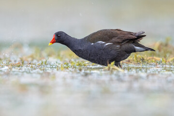 Common Moorhen running on bank
