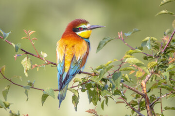 European Bee Eater perched on Branch