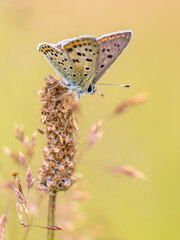European Butterfly Sooty Copper