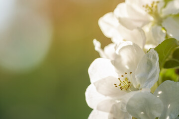 Fototapeta na wymiar Spring flowers cherry blurred in bloom on green background. Hello spring concept