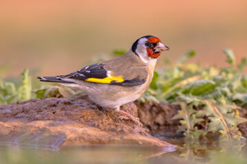 European goldfinch Perched in Green Vegetation