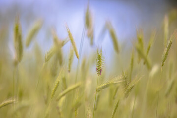 Grass ear Abstract Background in spring