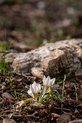 Delicate white and yellow winter Crocus in the woodlands near Kiryat Tivon in Israel
