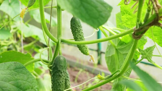 cucumber germ and fruits grow on cucumber lianas among green leaves in a greenhouse under natural sunlight