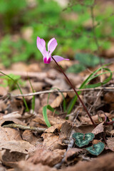 Delicate pink Cyclamens growing wild on a wooded slope in Kiryat Tivon Israel. It is the symbol of the town.
