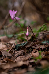 Delicate pink Cyclamens growing wild on a wooded slope in Kiryat Tivon Israel. It is the symbol of the town.
