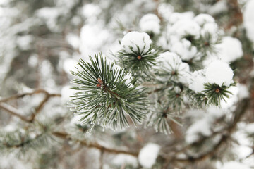 Snow-covered branches of pines or firs, covered with frost. Frosts and cold snap, the first snow and frost. Blurred natural winter background with fir branches