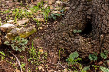 Small Cyclamen plant growing in a crevice where the bulb is exposed and not under the ground. They grow wild on a wooded slope in Kiryat Tivon Israel. It is the symbol of the town.
