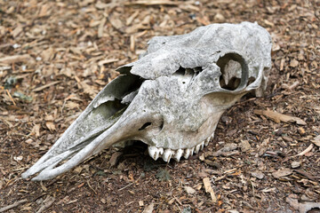 Weathered skull of a dead horse in the forest. An old horse skull lies on the ground. Bone skull with teeth