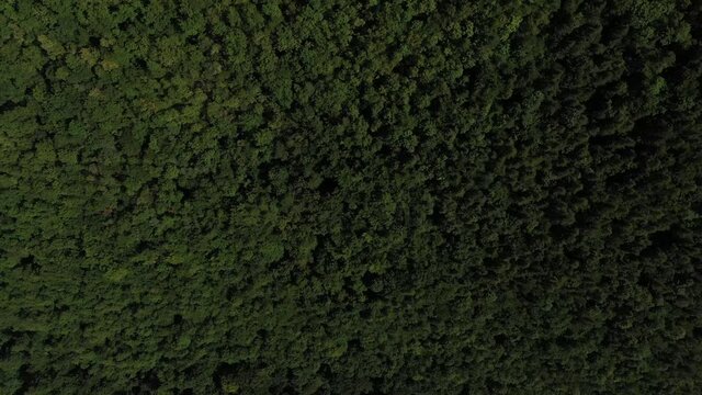 Paysage d'une for&ecirc;t avec des arbres, en &eacute;t&eacute;, en Roumanie 