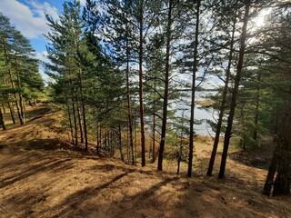 forest in autumn