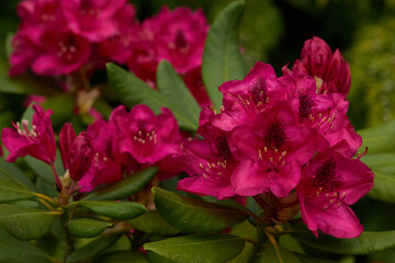 Rhododendron Blüten im Frühjahr	