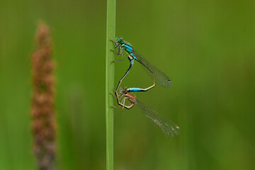 Blaue Federlibelle (Platycnemis pennipes) bei der Kopulation	