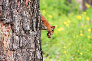 Curious red squirrel peeking behind the tree trunk holding pine cone in mouth