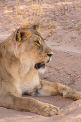 Fototapeta na wymiar Lioness in the Kgalagadi