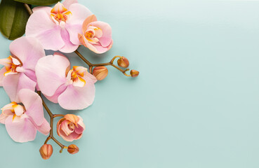 Pink orchid theme objects on pastel background. - obrazy, fototapety, plakaty