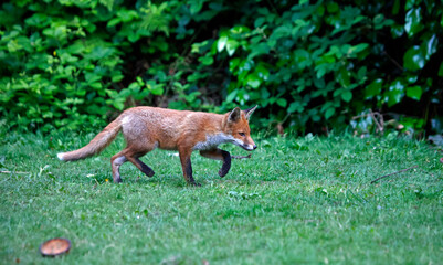 Fox cubs exploring the garden