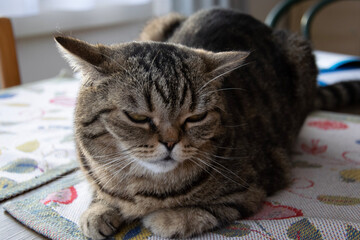 cat sleeping on a bed