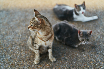 Cyprus cats on the street