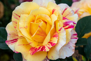 Pflanze. Ecuador. Natur. Rose