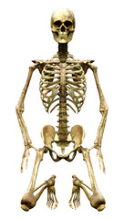 3D Rendering Human Skeleton on White