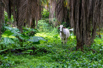 Tiere. Ecuador. Natur. Kühe