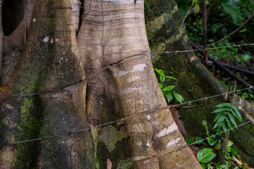 Pflanze. Ecuador. Natur