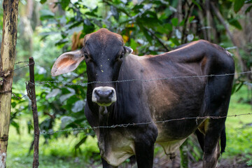 Fototapeta na wymiar Tiere. Ecuador. Natur. Kühe
