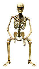 3D Rendering Human Skeleton on White