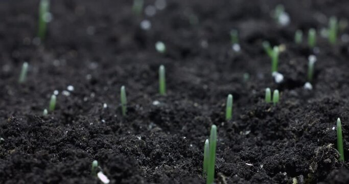 Time lapse growth herbage. A herbage sprouting from the ground.
