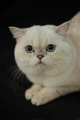 Obraz premium Portrait of cute scottish cat