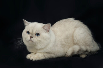 Portrait of cute scottish cat